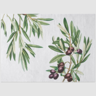 Papel De Seda Olive Folha da Grécia Mediterrânica