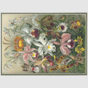 Papel De Seda Orquid Floral Ernst Haeckel Decoupage