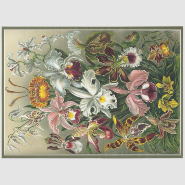 Papel De Seda Orquid Floral Ernst Haeckel Decoupage (Frente )