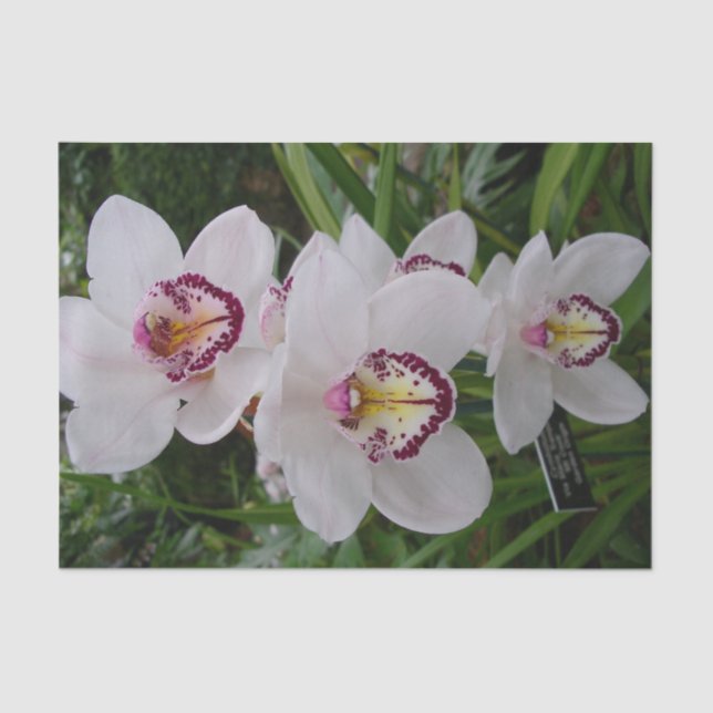 Papel De Seda Orquídeas Brancas Lindas Flores Tropicais (Frente )