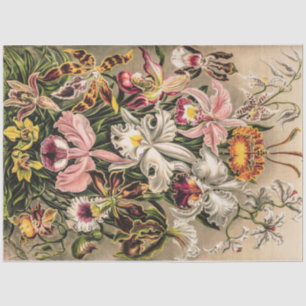 Papel De Seda Orquídeas de Ernst Haeckel