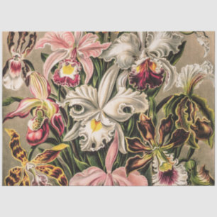 Papel De Seda Orquídeas de Ernst Haeckel