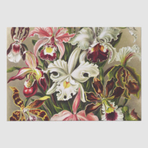 Papel De Seda Orquídeas, Orquídeas Denusblumen Ernst Haeckel