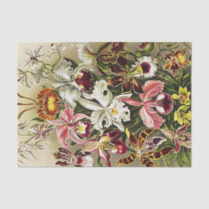 Papel De Seda Orquídeas, Orquídeas Denusblumen Ernst Haeckel