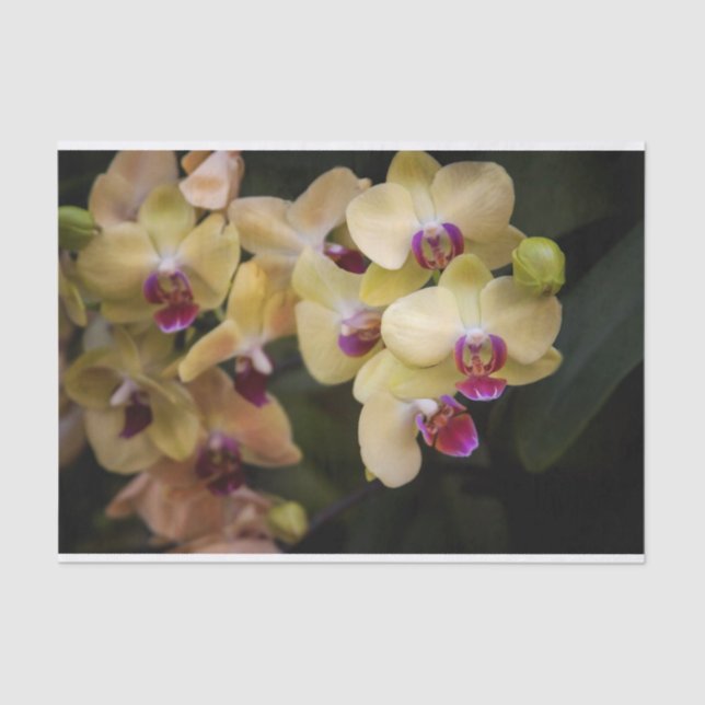 Papel De Seda Orquídeas rosa e amarela (Frente )