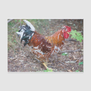 Papel De Seda Os Estúpidos (exceto que é galinha)