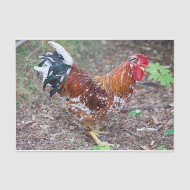 Papel De Seda Os Estúpidos (exceto que é galinha) (Frente )