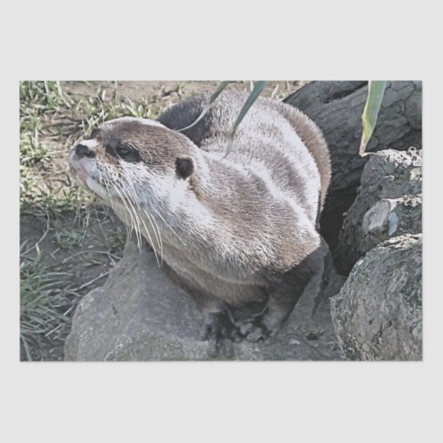 PAPEL DE SEDA OTTER CUTO (Frente )