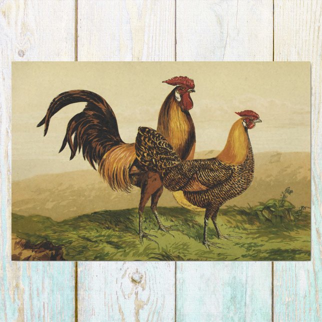 Papel De Seda Ouro Lápis Hamburgo Roosters and Hens na Fazenda (Criador carregado)