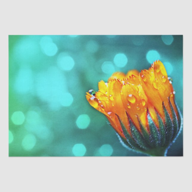 Papel De Seda Ouro Marigold no Teal Bokeh (Frente )