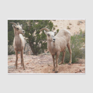 Papel De Seda Ovelha Engraçada no Parque Nacional do Zion