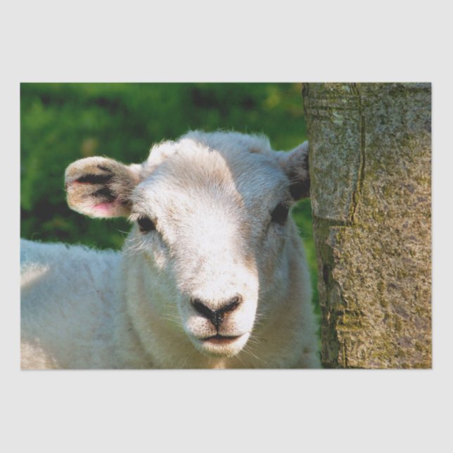 PAPEL DE SEDA OVINHA BONITA (Frente )