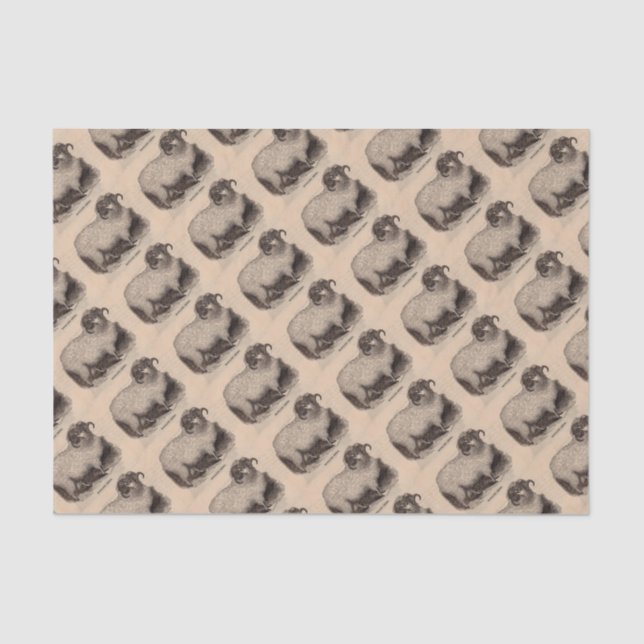 Papel De Seda Ovinos da impressão do século XIX (Frente )