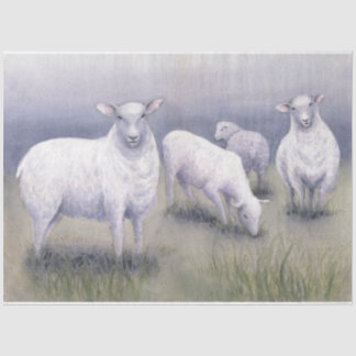 Papel De Seda Ovinos no Campo