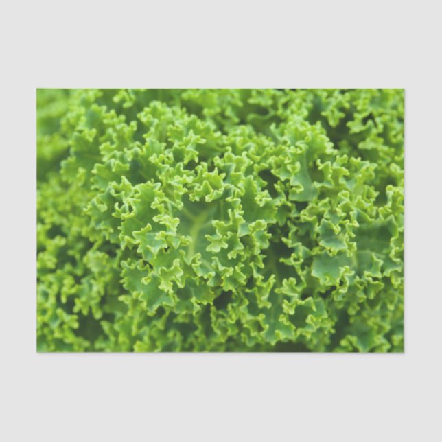 Papel De Seda Padrão de repolho (Frente )