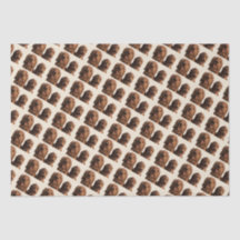 Pais de Goldendoodle