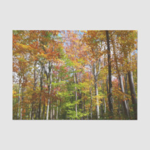 Papel De Seda Paisagem de outono de Floresta II