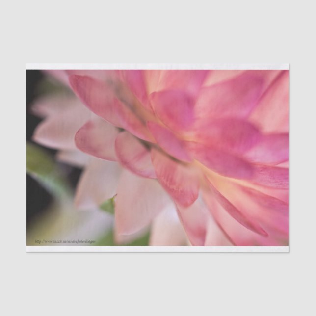 Papel De Seda Palha rosa-branca (Frente )