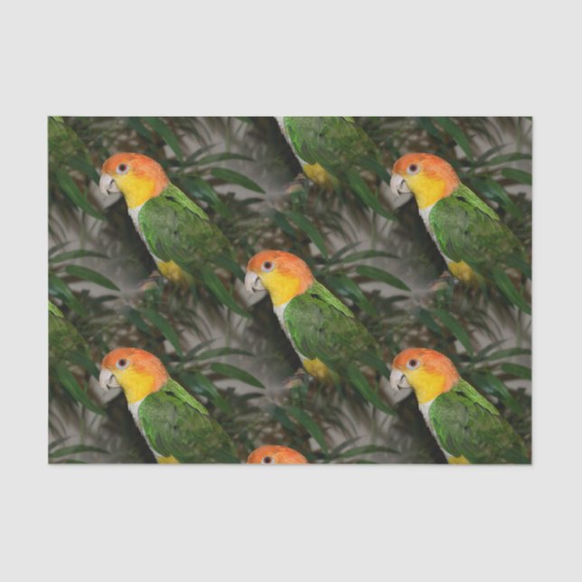 Papel De Seda Papagaio Caique Branco com Árvore Bamboo (Frente )
