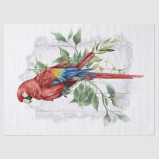 Papel De Seda Papagaio Eucalyptus