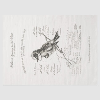 Papel De Seda Papel-chave para os desenhos do Salon Bird Script 
