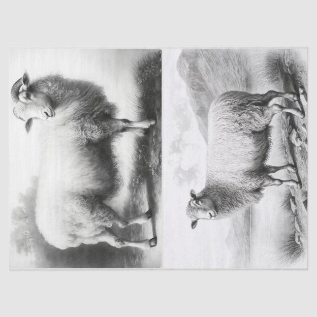 Papel De Seda Papel-chave para ovelhas de fazendeiros (Frente )