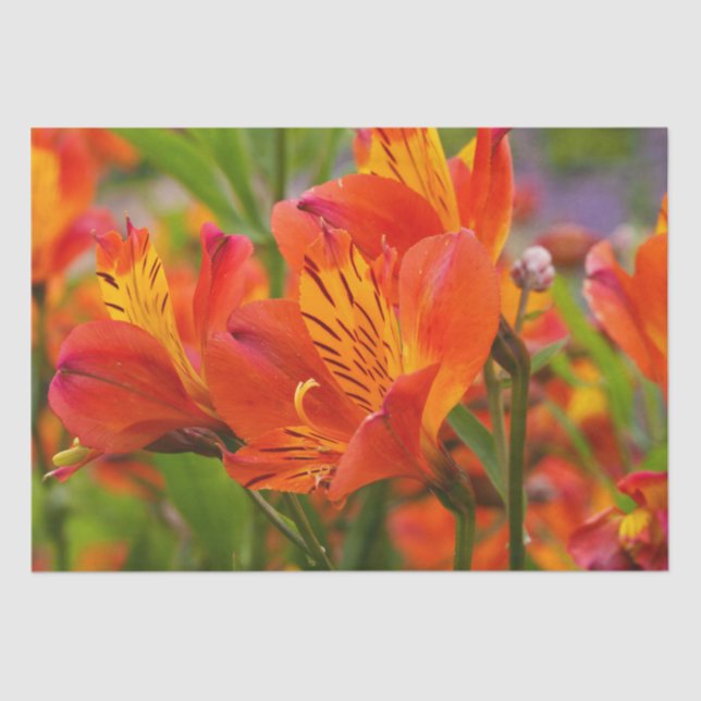 Papel De Seda Papel-Tecido Alstroemeria Laranja (Lily Peruana) (Frente )