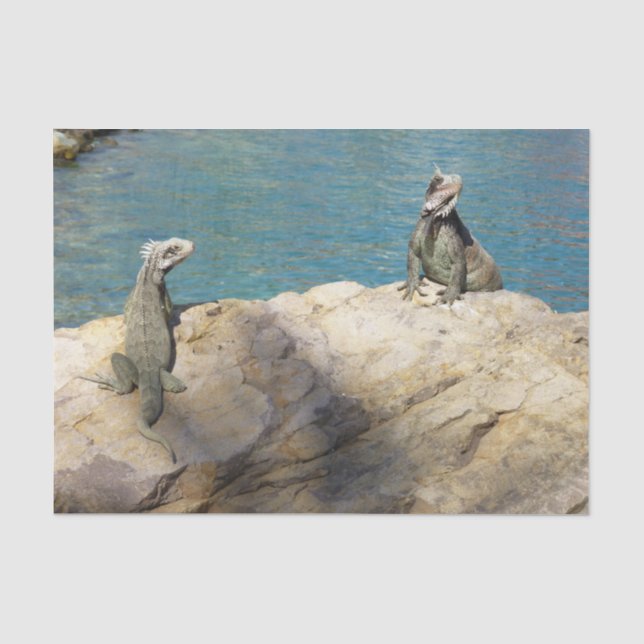 Papel De Seda Par de Iguanas Fotografia da Vida Selvagem Tropica (Frente )