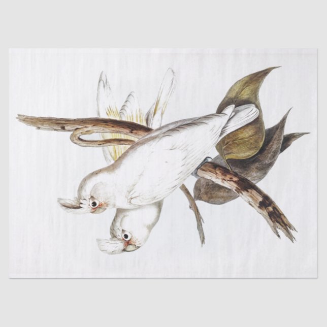 Papel De Seda Parrot Cockatoo Vintage (Frente )