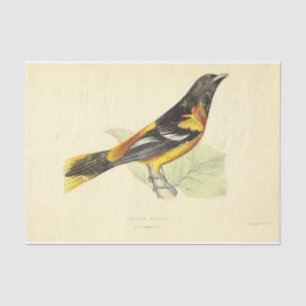 Papel De Seda Pássaro Ephemera Decoupage Amarelo Oriole