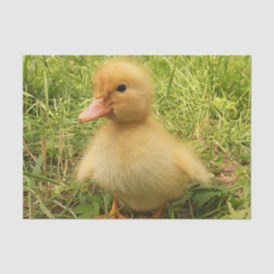 Papel De Seda pássaro, pato, pato, amarelo, natureza, fofo, bebê