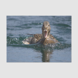 Papel De Seda Pato com bico aberto