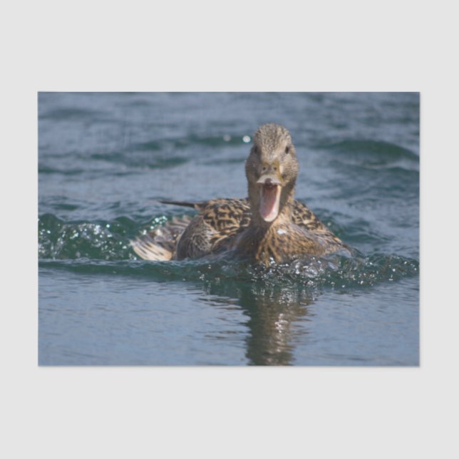 Papel De Seda Pato com bico aberto (Frente )