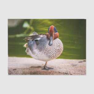 Papel De Seda Pato Levanta Perna