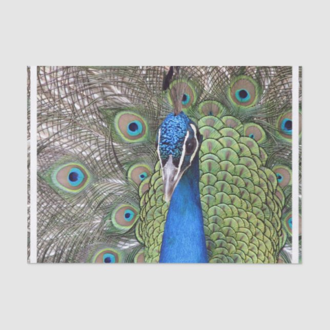 Papel De Seda peacock-3.jpg (Frente )