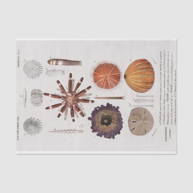 Papel De Seda peixe-estrela do litoral (Frente )