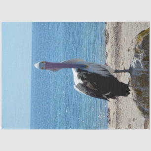 Papel De Seda Pelican Com O "Olha",
