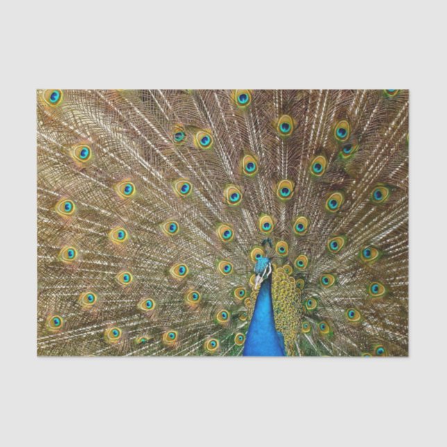 Papel De Seda Penas da Cauda Peacock (Frente )