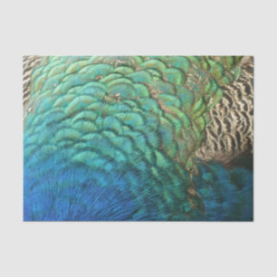 Papel De Seda Penas de Peacock I Abstrato