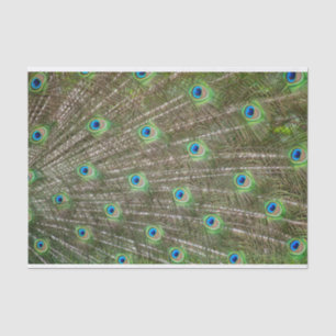 Papel De Seda Penas do pavão