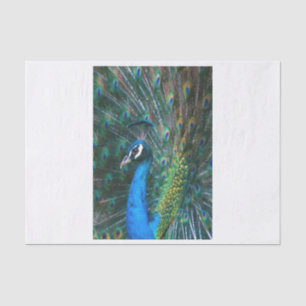 Papel De Seda Perfil aberto de penas de cauda-pavão-índia colori