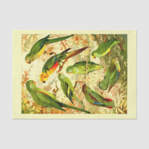 Papel De Seda Periquitos, Desligamento