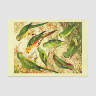 Papel De Seda Periquitos, Desligamento