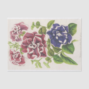 Papel De Seda Pétunia Inimitabilis (Hybride), Flore Pleno