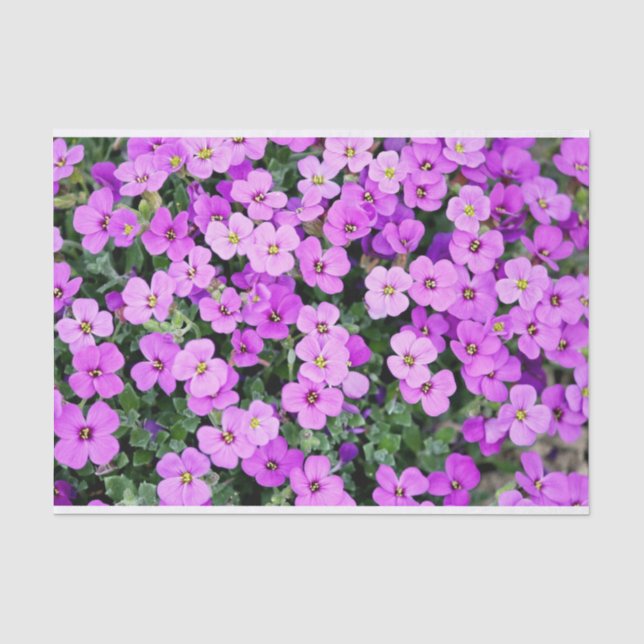 Papel De Seda Phlox Rosa (Frente )