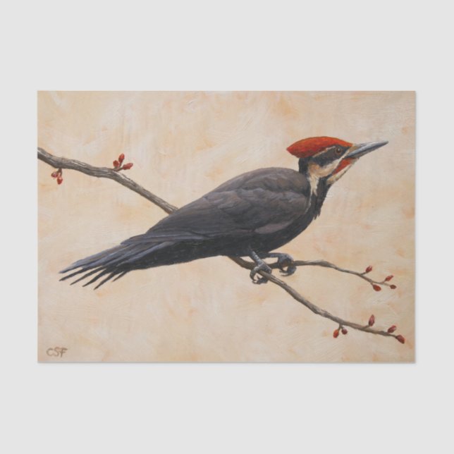 Papel De Seda Pica-Pau Empurrado na Ramificação da Árvore (Frente )