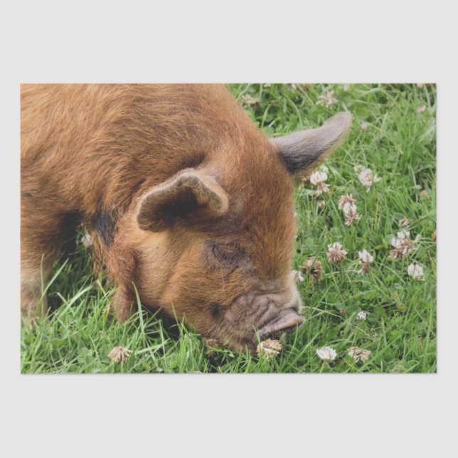 PAPEL DE SEDA PIG CUTO (Frente )