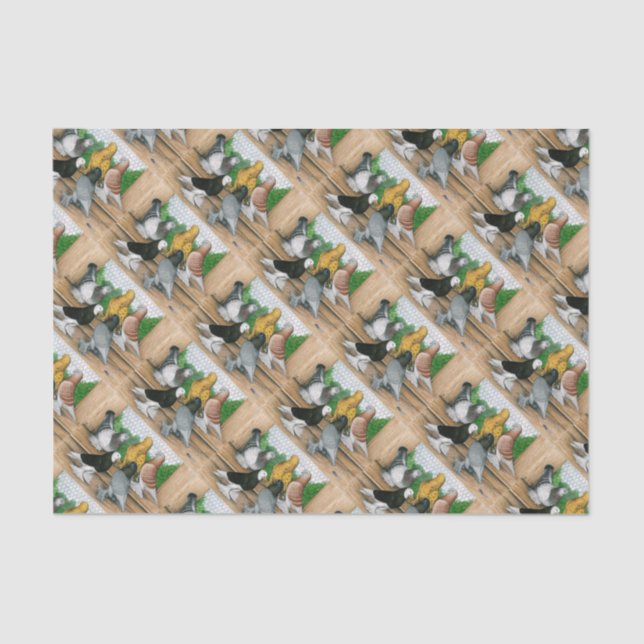 Papel De Seda Pigeons do Tumbler no Oeste da Inglaterra (Frente )