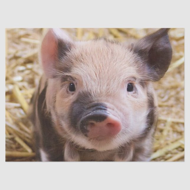 Papel De Seda Piglet doce (Frente )