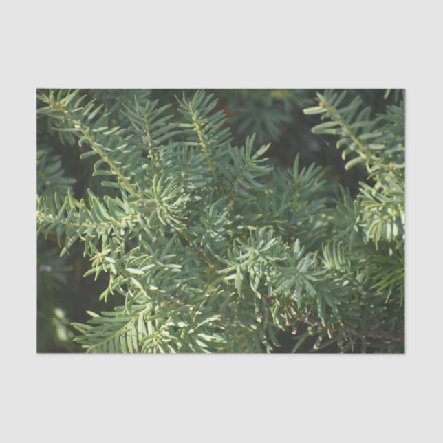 Papel De Seda Pine Forest (Frente )